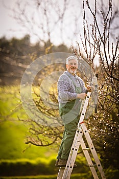 Senior gardener gardening in his garden