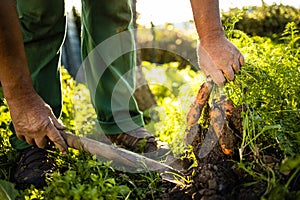 Senior gardener gardening in his  garden - harvesting carrots