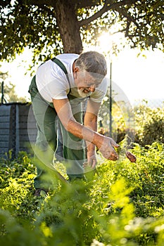 Senior gardener gardening in his  garden - harvesting carrots