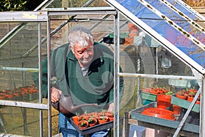 Senior gardener in greenhouse or glasshouse.