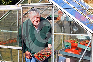 Senior gardener in greenhouse or glasshouse.