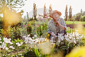 Senior gardener harvesting anemone flowers in spring garden. Retired woman smelling bloom on flower bed. Gardening