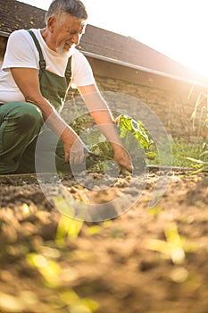 Senior gardener harvesting cabbage