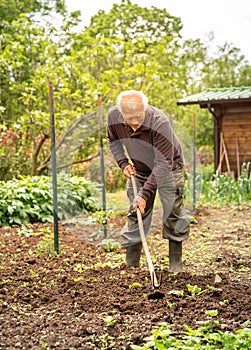 Senior gardener is hoeing the soil in the vegetables garden. Spring garden concept