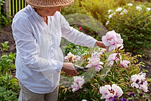 Senior gardener picking tree peonies flowers in spring garden. Retired woman cutting stem with pruner. Gardening