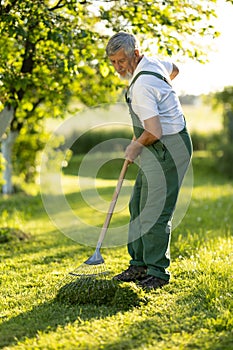 Senior gardener raking the lawn after mowing it