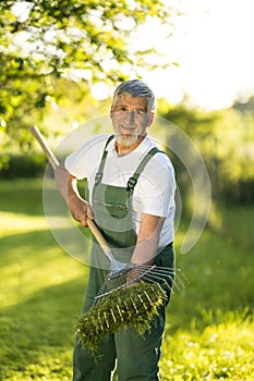 Senior gardener raking the lawn after mowing it