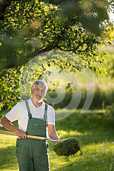 Senior gardener raking the lawn after mowing it