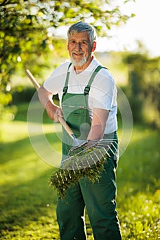 Senior gardener raking the lawn after mowing it