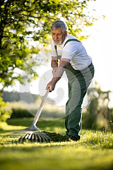 Senior gardener raking the lawn after mowing it