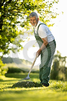 Senior gardener raking the lawn after mowing it