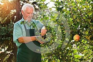 Senior gardener with scissors.