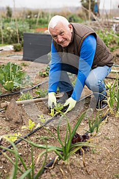 senior gardener sets up a drip irrigation system in the garden