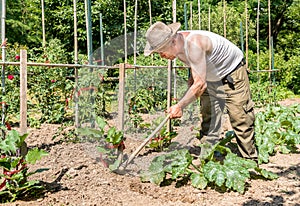 Senior gardener tilling the soil in the garden