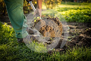 Senior gardener  turning over the soil in his garden with a spade