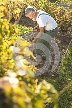 Senior gardener  turning over the soil in his garden with a spade