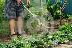 A senior gardener watering young strawberry bushes in a garden for growth boost with shower watering gun. Organic gardening,