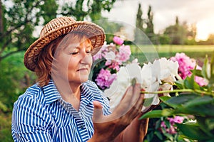 Senior gardener woman gathering and smelling peonies flowers in garden. Elderly retired woman enjoying hobby outdoors