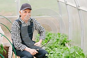 Senior gardener  working in greenhouse.