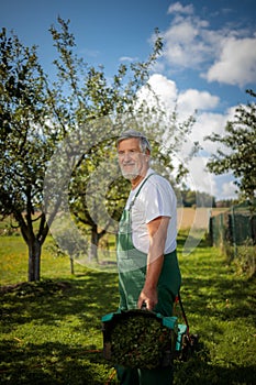 Senior gardenr gardening in his  garden - mowing the lawn