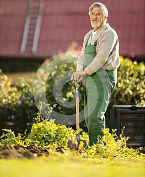 Senior gardenr gardening in his  garden