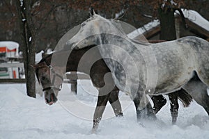 Senior gelding bites foal. Arabian horses.