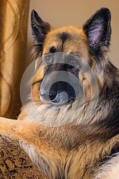 Senior German Shepherd Alsation waits for her people to return home