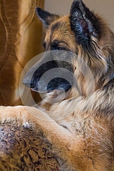 Senior German Shepherd Alsation waits for her people to return home