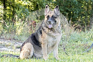 Senior German Shepherd Dog sitting outside on leash