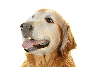 Senior Golden Retriever Dog on White Background