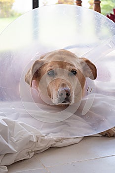 Senior Golden Retriever Wearing a Cone of Shame with a Sad Expression