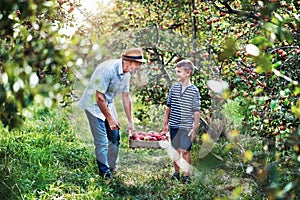 Senior grandfather with grandson carrying wooden box with apples in orchard.
