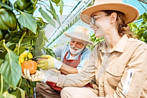 Senior grandfather with young woman on the cucumber plantation