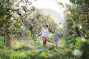 Senior grandmother with grandson carrying wooden box with apples in orchard.
