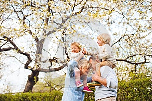 Senior grandparents with grandchildren standing under tree in blossom in spring.