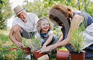 Senior grandparents and granddaughter gardening in the backyard garden.