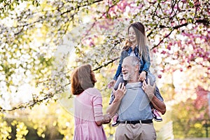 Senior grandparents with small granddaugther outside in spring nature. photo
