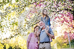 Senior grandparents with small granddaugther outside in spring nature. photo