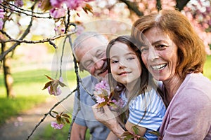 Senior grandparents with small granddaugther sitting outside in spring nature.
