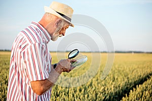 Senior gray-haired agronomist or farmer examining wheat seeds under the magnifying glass in the field