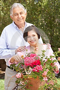 Senior Hispanic Couple Working In Garden Tidying Pots