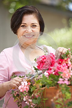 Senior Hispanic Woman Working In Garden Tidying Pots photo