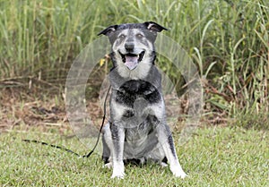 Senior Husky Retriever mixed breed dog