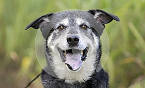 Senior Husky Retriever mixed breed dog