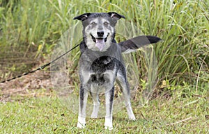 Senior Husky Retriever mixed breed dog