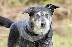 Senior Husky Retriever mixed breed dog