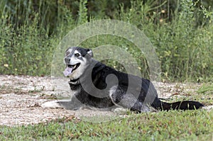 Senior Husky Retriever mixed breed dog laying down