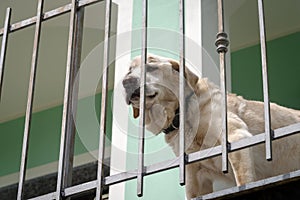 Senior Labrador dog standing in the balcony