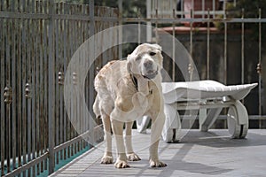 Senior Labrador dog standing in the balcony