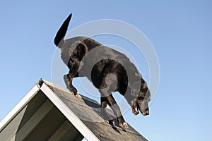 Senior labrador retriever in agility